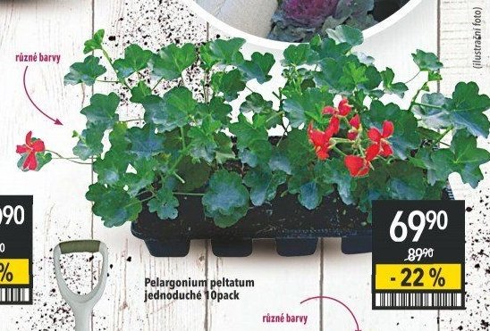 Pelargonium peltatum jednoduché 10pack