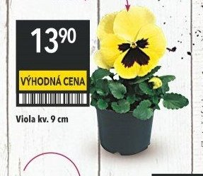 Viola kv. 9 cm