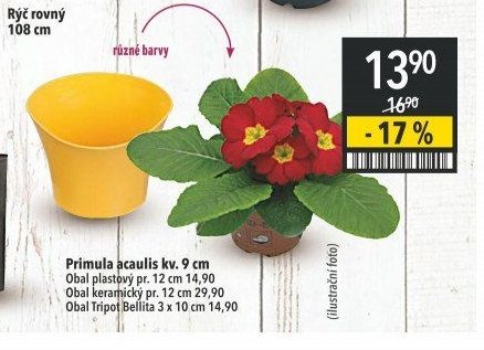 Primula acaulis kv. 9 cm