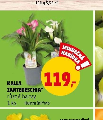 Kalla zantedeschia