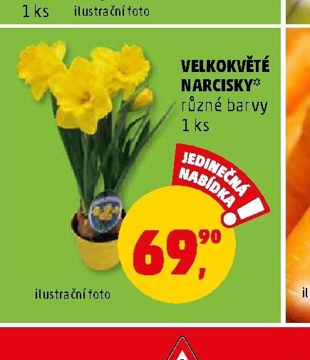Velkokvěté narcisky