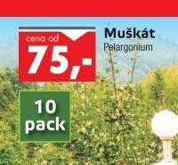 Muškát Pelargonium - UNI HOBBY akcniletaky.com