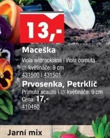 Maceška - UNI HOBBY akcniletaky.com
