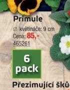 Primule - UNI HOBBY akcniletaky.com