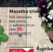 Maceška trio - UNI HOBBY akcniletaky.com