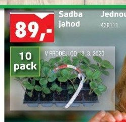 Sadba jahod - UNI HOBBY akcniletaky.com