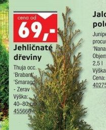 Jehličnaté dřeviny Thuja occ. 'Brabant', 'Smaragd' - Zerav - UNI HOBBY akcniletaky.com
