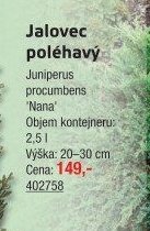 Jalovec poléhavý Juniperus procumbens 'Nana' - UNI HOBBY akcniletaky.com