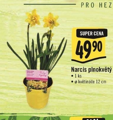 Narcis plnokvětý