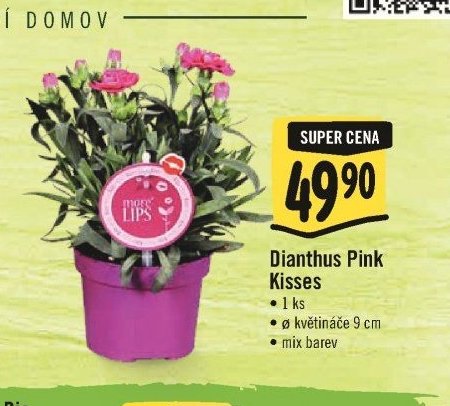 Dianthus Pink Kisses