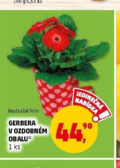 Gerbera v ozdobném obalu