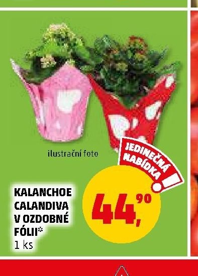 Kalanchoe Calandiva v ozdobné fólii