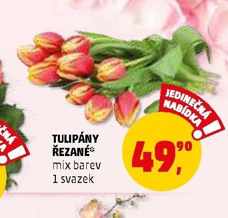 TULIPÁNY ŘEZANÉ