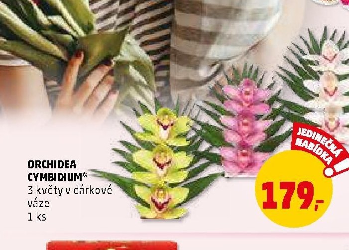 ORCHIDEA CYMBIDIUM