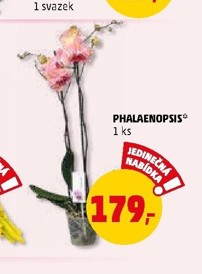 PHALAENOPSIS