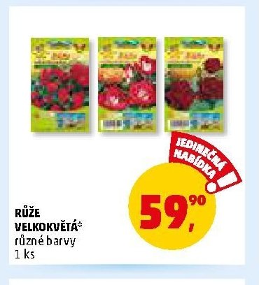 Růže velkokvětá