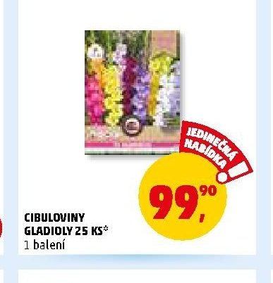 Cibuloviny gladioly 25 ks