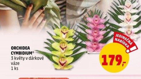 Orchidea Cymbidium