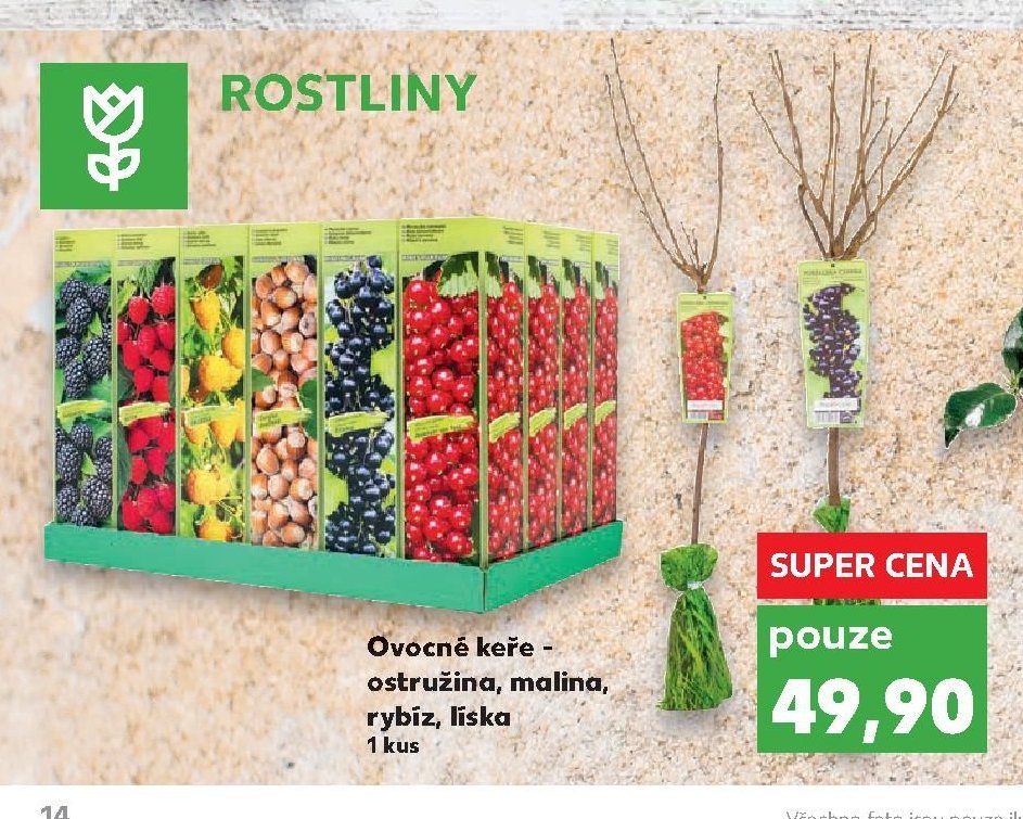 Ovocné keře - ostružina, malina, rybíz, líska