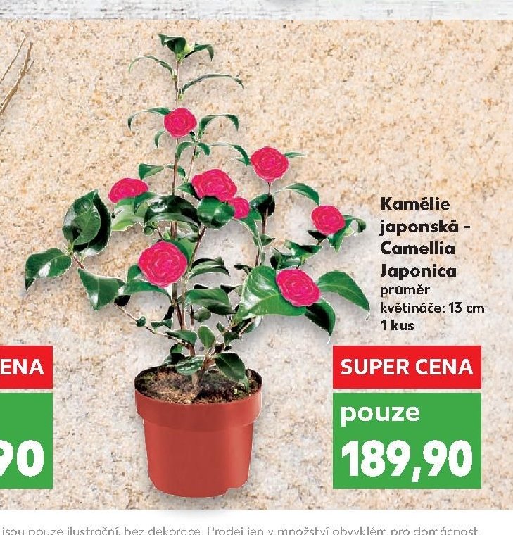 Kamélie japonská - Camellia Japonica
