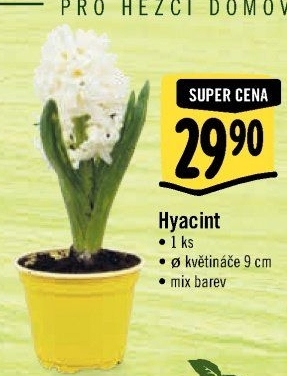 Hyacint