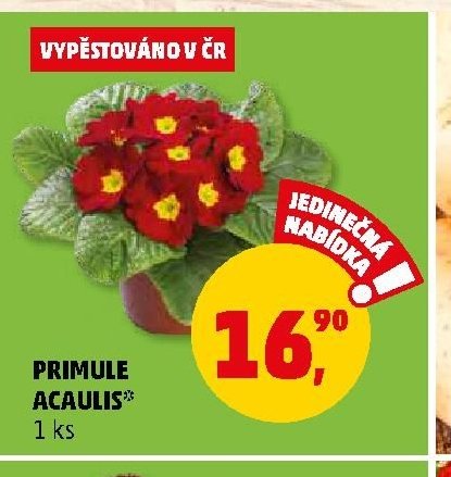 Primule Acaulis