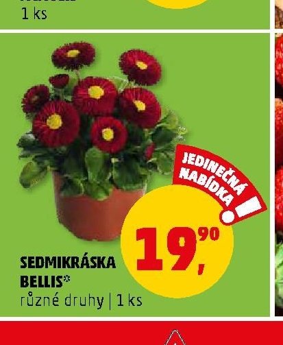 Sedmikráska Bellis