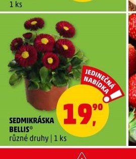 Sedmikráska bellis