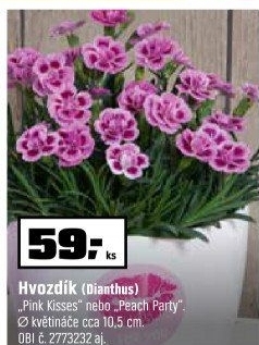 Dianthus - Hvozdík