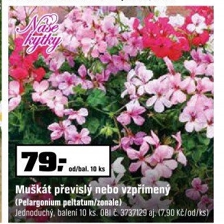 Muškáty / Pelargonie