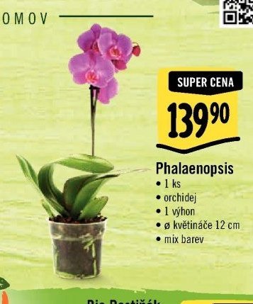 Phalaenopsis