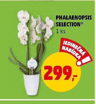 PHALAENOPSIS SELECTION