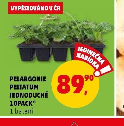 PELARGONIE PELTATUM JEDNODUCHÉ