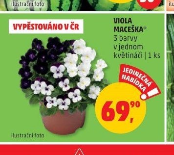 VIOLA MACEŠKA