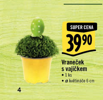 Vraneček - Selaginella Jori