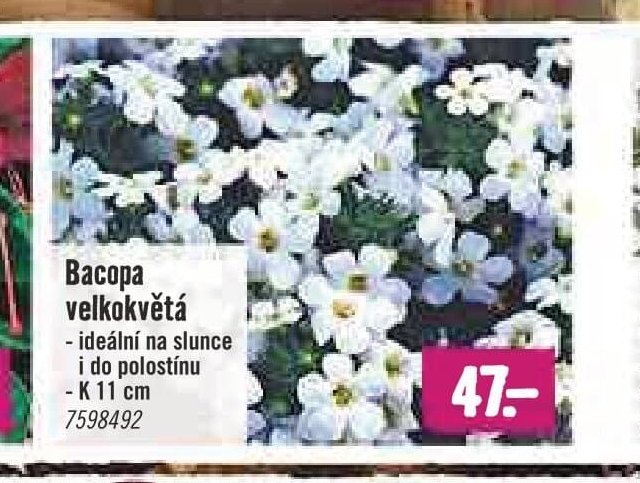 Bacopa velkokvětá - Hornbach akcniletaky.com