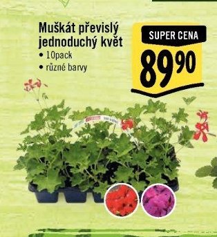 Muškát převislý jednoduchý květ