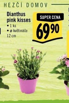 Dianthus pink kisses