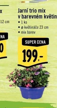 Jarní trio mix v barevném květináči