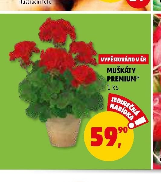 MUŠKÁTY PREMIUM