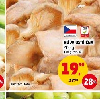 Hlíva ústřičná