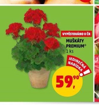 Muškáty Premium