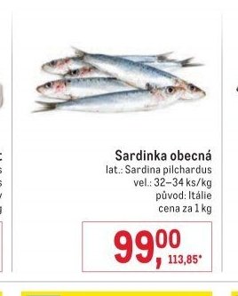 Sardinka obecná