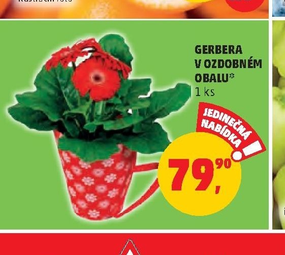 GERBERA V OZDOBNÉM OBALU