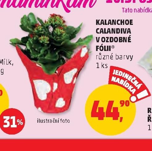 Kalanchoe Calandiva v ozdobné fólii