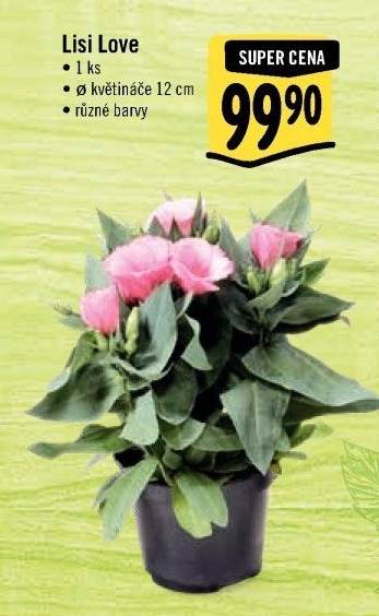 Eustoma - Jícnovka - Lisianthus