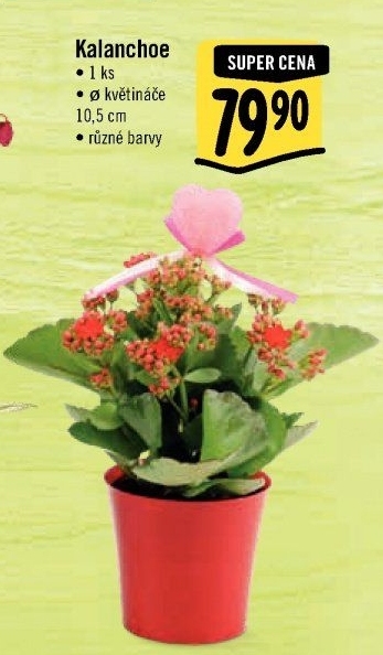 Kalanchoe - Kolopejka