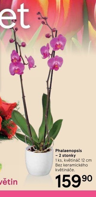 Phalaenopsis – 2 stonky
