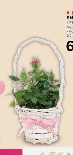 Kalanchoe a růže
