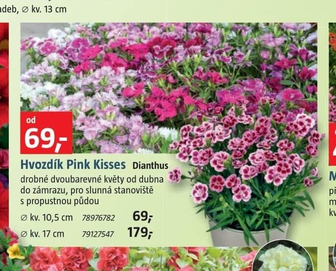 Hvozdík Pink Kisses Dianthus - BAUHAUS akcniletaky.com